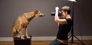 pet photographer
